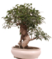Preview: Bonsai - Ficus retusa - Chinesische Feige 221/8