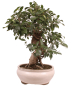 Preview: Bonsai - Ficus retusa - Chinesische Feige 221/8