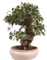 Preview: Bonsai - Ficus retusa - Chinesische Feige 221/8