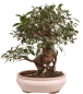 Preview: Bonsai - Ficus retusa - Chinesische Feige 221/8