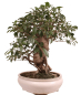 Preview: Bonsai - Ficus retusa - Chinesische Feige 221/8