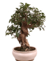 Preview: Bonsai - Ficus retusa - Chinesische Feige 221/8