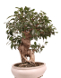 Preview: Bonsai - Ficus retusa - Chinesische Feige 221/8