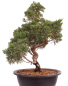 Preview: Bonsai - Juniperus chinensis 'Kyushu', Chinesischer Wacholder 224/100