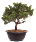 Preview: Bonsai - Juniperus chinensis 'Kyushu', Chinesischer Wacholder 224/101