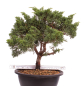 Preview: Bonsai - Juniperus chinensis 'Kyushu', Chinesischer Wacholder 224/101