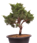 Preview: Bonsai - Juniperus chinensis 'Kyushu', Chinesischer Wacholder 224/101
