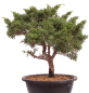 Preview: Bonsai - Juniperus chinensis 'Kyushu', Chinesischer Wacholder 224/101