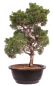 Preview: Bonsai - Juniperus chinensis 'Kyushu', Chinesischer Wacholder 224/103