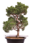 Preview: Bonsai - Juniperus chinensis 'Kyushu', Chinesischer Wacholder 224/103