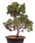 Preview: Bonsai - Juniperus chinensis 'Kyushu', Chinesischer Wacholder 224/103