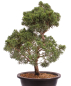 Preview: Bonsai - Juniperus chinensis 'Kyushu', Chinesischer Wacholder 224/103