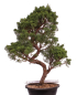 Preview: Bonsai - Juniperus chinensis 'Kyushu', Chinesischer Wacholder 224/105