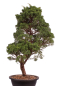 Preview: Bonsai - Juniperus chinensis 'Kyushu', Chinesischer Wacholder 224/105