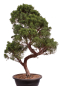 Preview: Bonsai - Juniperus chinensis 'Kyushu', Chinesischer Wacholder 224/105
