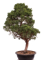 Preview: Bonsai - Juniperus chinensis 'Kyushu', Chinesischer Wacholder 224/105