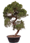 Preview: Bonsai - Juniperus chinensis 'Kyushu', Chinesischer Wacholder 224/106