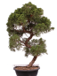 Preview: Bonsai - Juniperus chinensis 'Kyushu', Chinesischer Wacholder 224/106