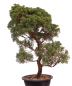 Preview: Bonsai - Juniperus chinensis 'Kyushu', Chinesischer Wacholder 224/106