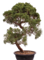 Preview: Bonsai - Juniperus chinensis 'Kyushu', Chinesischer Wacholder 224/106