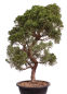 Preview: Bonsai - Juniperus chinensis 'Kyushu', Chinesischer Wacholder 224/106