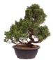Preview: Bonsai - Juniperus chinensis 'Kyushu', Chinesischer Wacholder 224/108