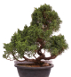 Preview: Bonsai - Juniperus chinensis 'Kyushu', Chinesischer Wacholder 224/108