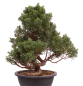 Preview: Bonsai - Juniperus chinensis 'Kyushu', Chinesischer Wacholder 224/108