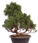 Preview: Bonsai - Juniperus chinensis 'Kyushu', Chinesischer Wacholder 224/108