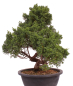 Preview: Bonsai - Juniperus chinensis 'Kyushu', Chinesischer Wacholder 224/108