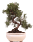Preview: Bonsai - Juniperus chinensis 'Kyushu', Chinesischer Wacholder 224/67