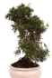 Preview: Bonsai - Juniperus chinensis 'Kyushu', Chinesischer Wacholder 224/67