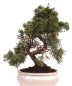 Preview: Bonsai - Juniperus chinensis 'Kyushu', Chinesischer Wacholder 224/67