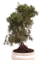 Preview: Bonsai - Juniperus chinensis 'Kyushu', Chinesischer Wacholder 224/67