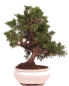 Preview: Bonsai - Juniperus chinensis 'Kyushu', Chinesischer Wacholder 224/69