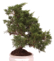 Preview: Bonsai - Juniperus chinensis 'Kyushu', Chinesischer Wacholder 224/69