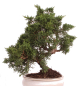 Preview: Bonsai - Juniperus chinensis 'Kyushu', Chinesischer Wacholder 224/69