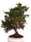 Preview: Bonsai - Juniperus chinensis 'Kyushu', Chinesischer Wacholder 224/69