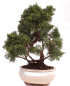 Preview: Bonsai - Juniperus chinensis 'Kyushu', Chinesischer Wacholder 224/71
