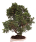 Preview: Bonsai - Juniperus chinensis 'Kyushu', Chinesischer Wacholder 224/71