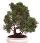 Preview: Bonsai - Juniperus chinensis 'Kyushu', Chinesischer Wacholder 224/71