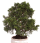 Preview: Bonsai - Juniperus chinensis 'Kyushu', Chinesischer Wacholder 224/71