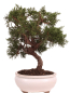 Preview: Bonsai - Juniperus chinensis 'Kyushu', Chinesischer Wacholder 224/72