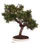 Preview: Bonsai - Juniperus chinensis 'Kyushu', Chinesischer Wacholder 224/72