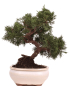 Preview: Bonsai - Juniperus chinensis 'Kyushu', Chinesischer Wacholder 224/73