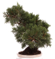 Preview: Bonsai - Juniperus chinensis 'Kyushu', Chinesischer Wacholder 224/73