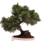 Preview: Bonsai - Juniperus chinensis 'Kyushu', Chinesischer Wacholder 224/73
