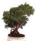 Preview: Bonsai - Juniperus chinensis 'Kyushu', Chinesischer Wacholder 224/73