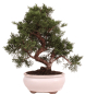 Preview: Bonsai - Juniperus chinensis 'Kyushu', Chinesischer Wacholder 224/74