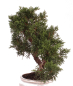 Preview: Bonsai - Juniperus chinensis 'Kyushu', Chinesischer Wacholder 224/74